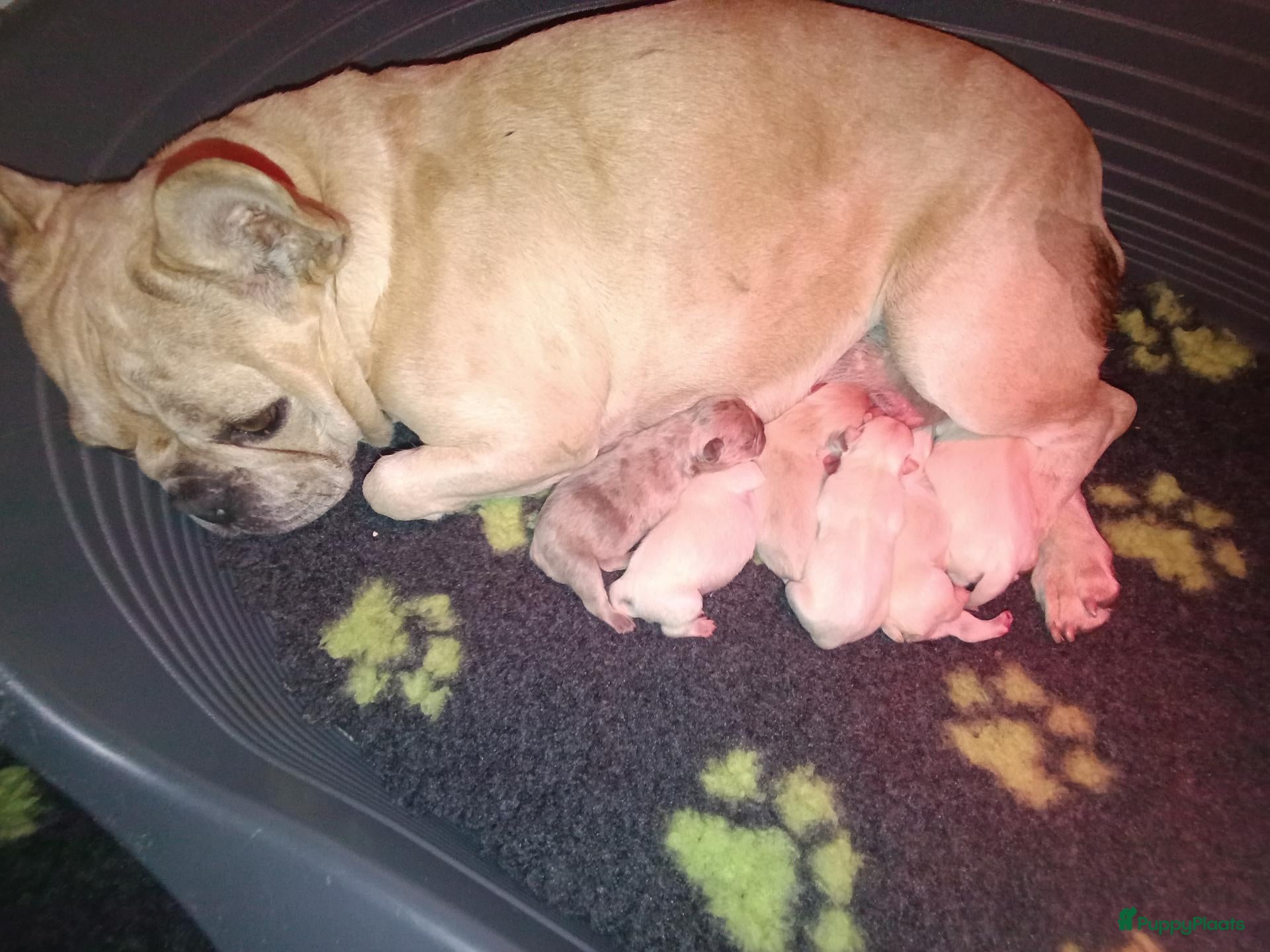 Franse Bulldog honden te koop: Franse bulldog pups  - Advertentie 3