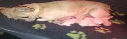 Franse Bulldog honden te koop: Franse bulldog pups  - Advertentie 1