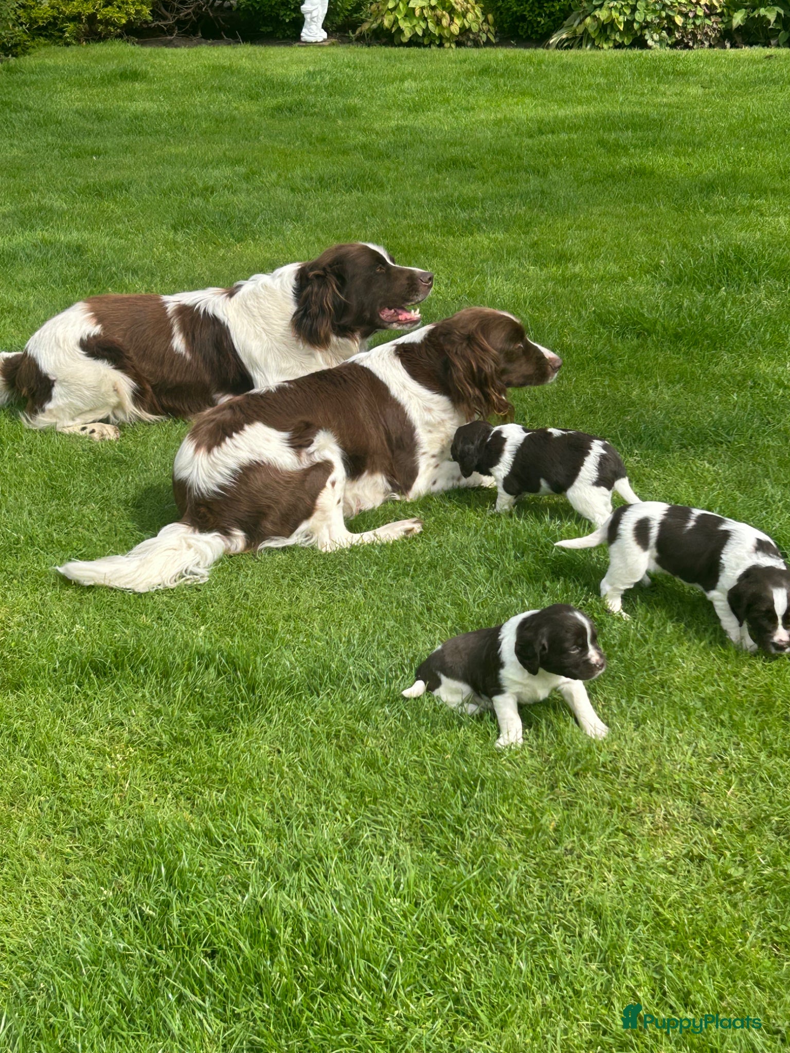 Heidewachtel honden Heidewachtel pups - Advertentie 1