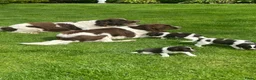 Heidewachtel honden te koop: Heidewachtel pups - Advertentie 7