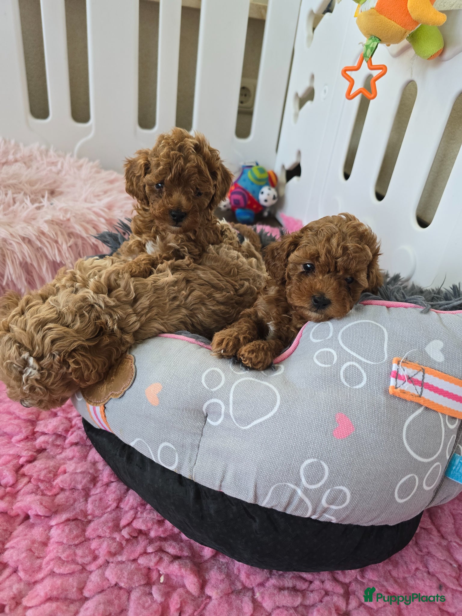 Poedel Toy honden Mooie lieve toypoedel pups pup  - Advertentie 2