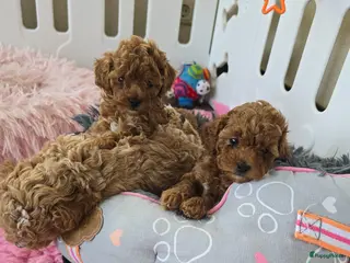 Poedel Toy honden Mooie lieve toypoedel pups pup - Advertentie 2