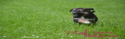 Kruising honden te koop: Prachtige puppy's Border-Collie/Golden Retriever - Advertentie 5