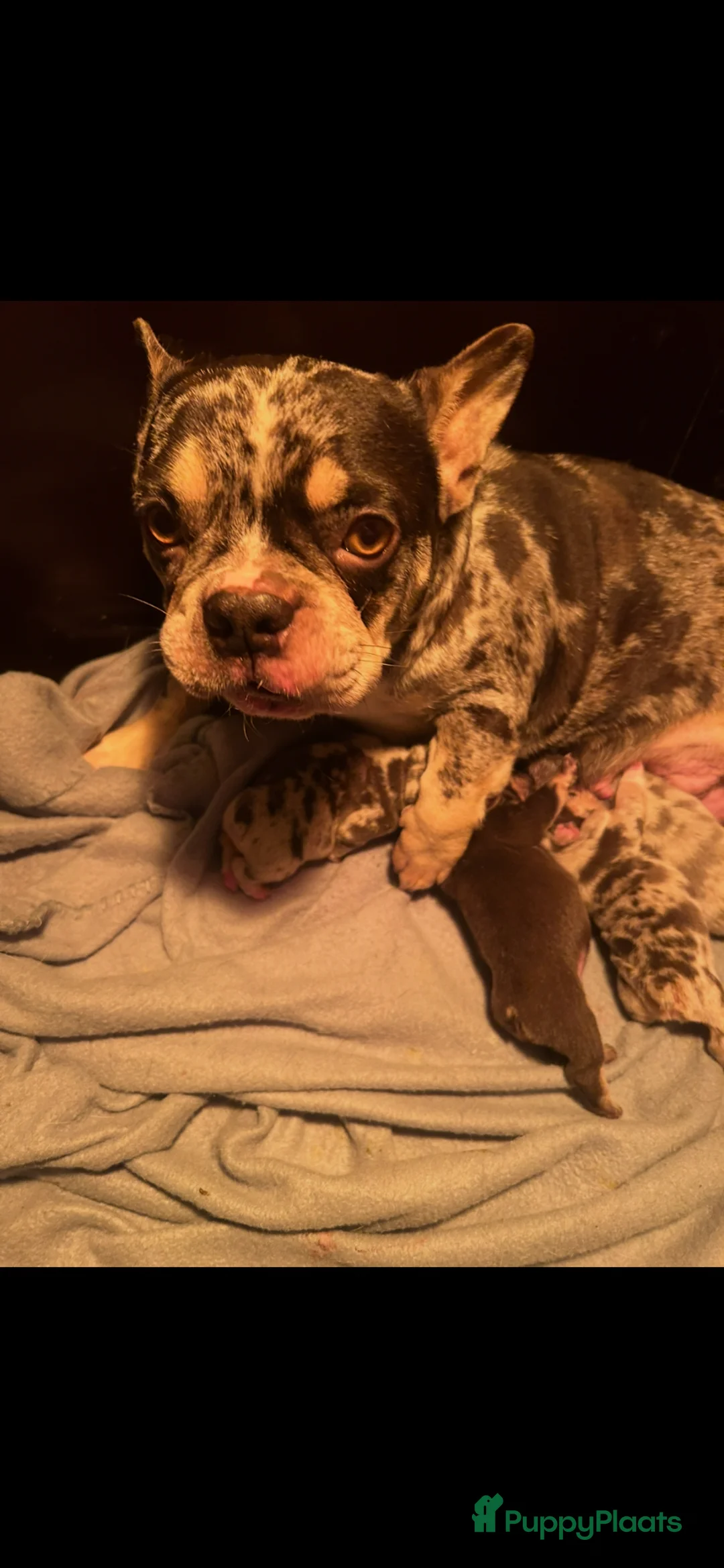 Franse Bulldog honden te koop: Franse bulldog pups  - Advertentie 1