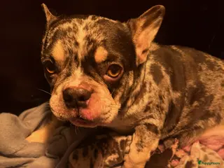 Franse Bulldog honden Franse bulldog pups - Advertentie 2
