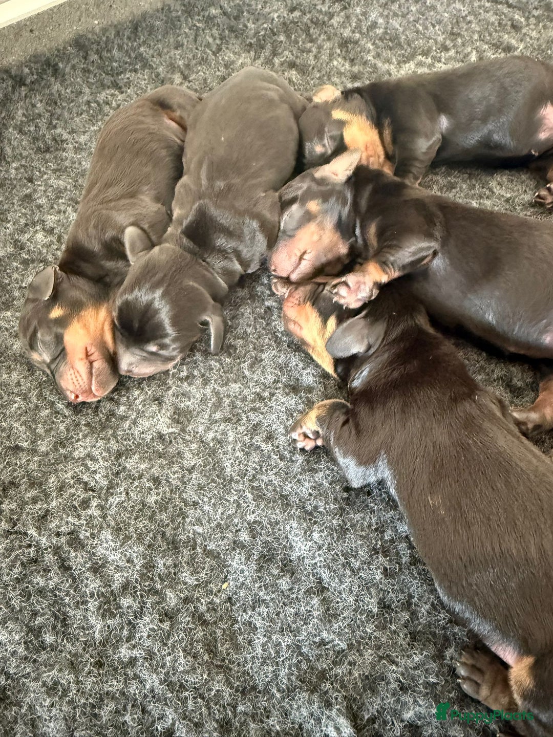 Teckel (korthaar)  honden te koop: Dwergteckel teefjes op zoek naar een gouden mandje in Halsteren - Afbeelding 2