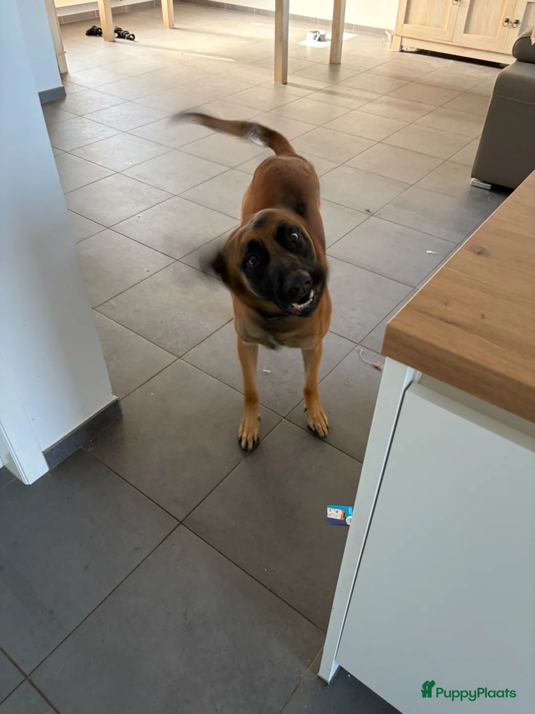 Mechelse Herder honden ter adoptie: Mechelse herder in Hoogvliet Rotterdam - Advertentie 3