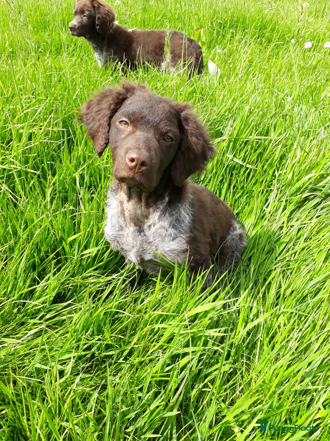Friese Stabij honden te koop: Bruinschimmel Friese stabij pups: teefje en reutje - Advertentie 24
