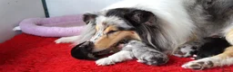 Schotse Herdershond langhaar honden te koop: Schotse Collie pup  - Advertentie 10