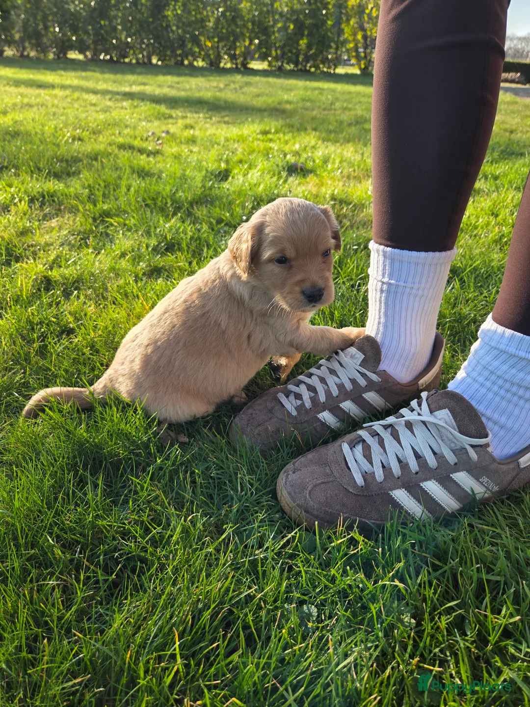 Kruising honden te koop: Labradoodle x Goldendoodle pups - Advertentie 32