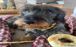Ruwhaar Teckel honden te koop: Unieke ruwharige dwergteckels te koop - Afbeelding 3