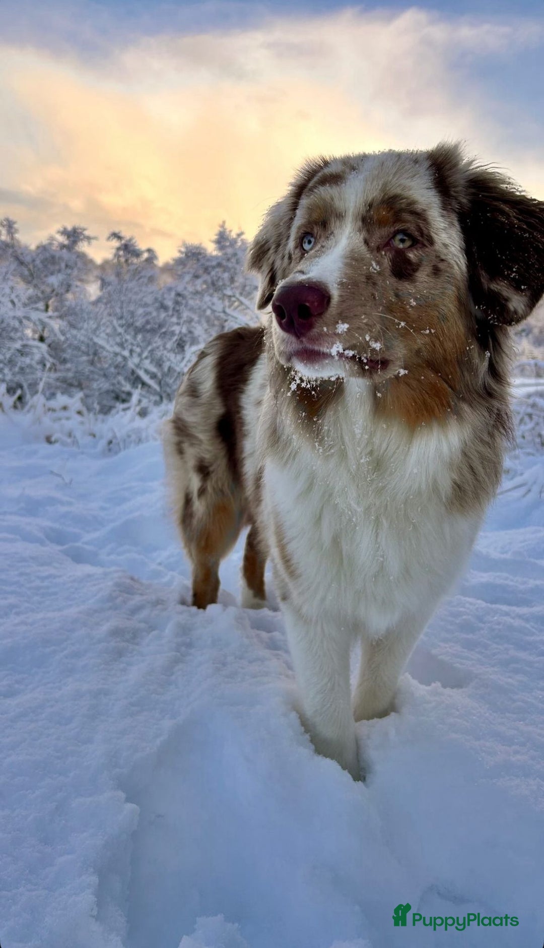 Australian Shepherd honden te koop: Lieve raszuivere australian shepherd pups  - Advertentie 18