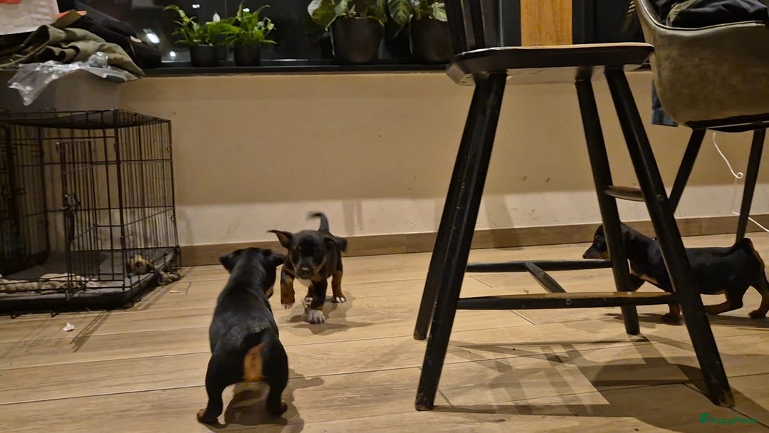 Jack Russel Terriër honden te koop: JACK RUSSEL PUPS - Advertentie 26