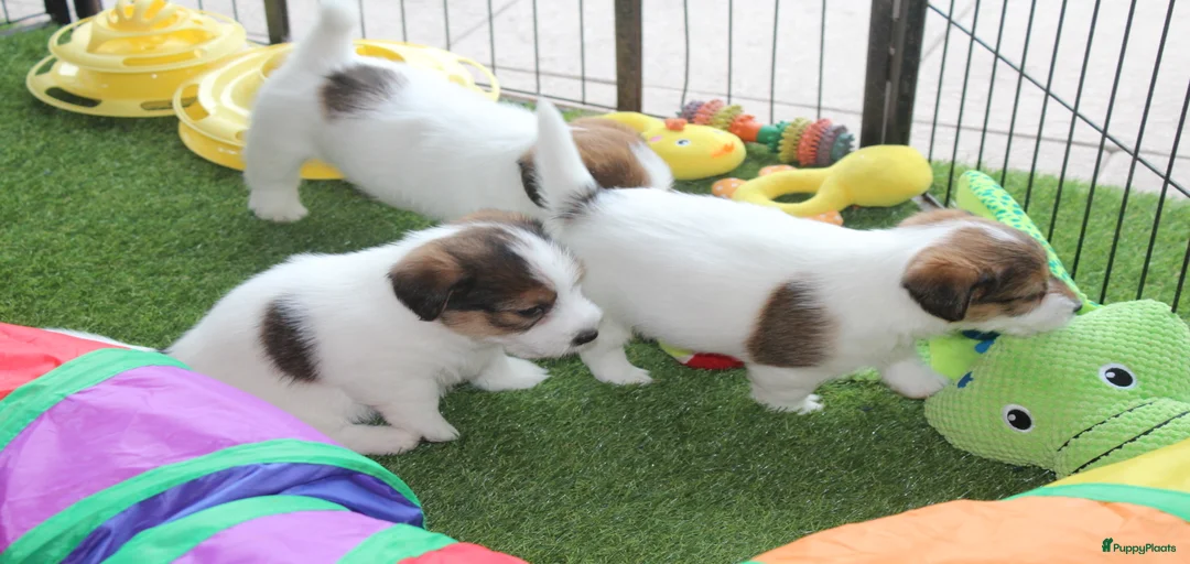 Galerij afbeelding {{count}}