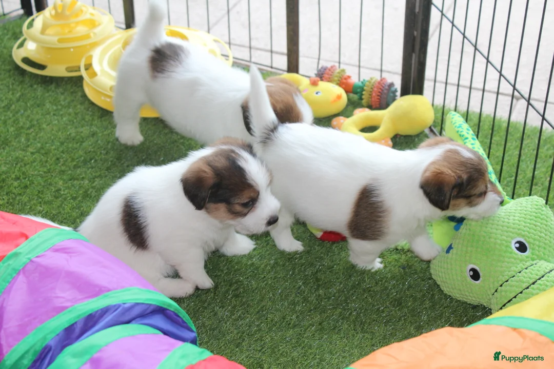 Galerij afbeelding {{count}}