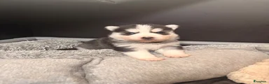 Pomsky 4 - Peach