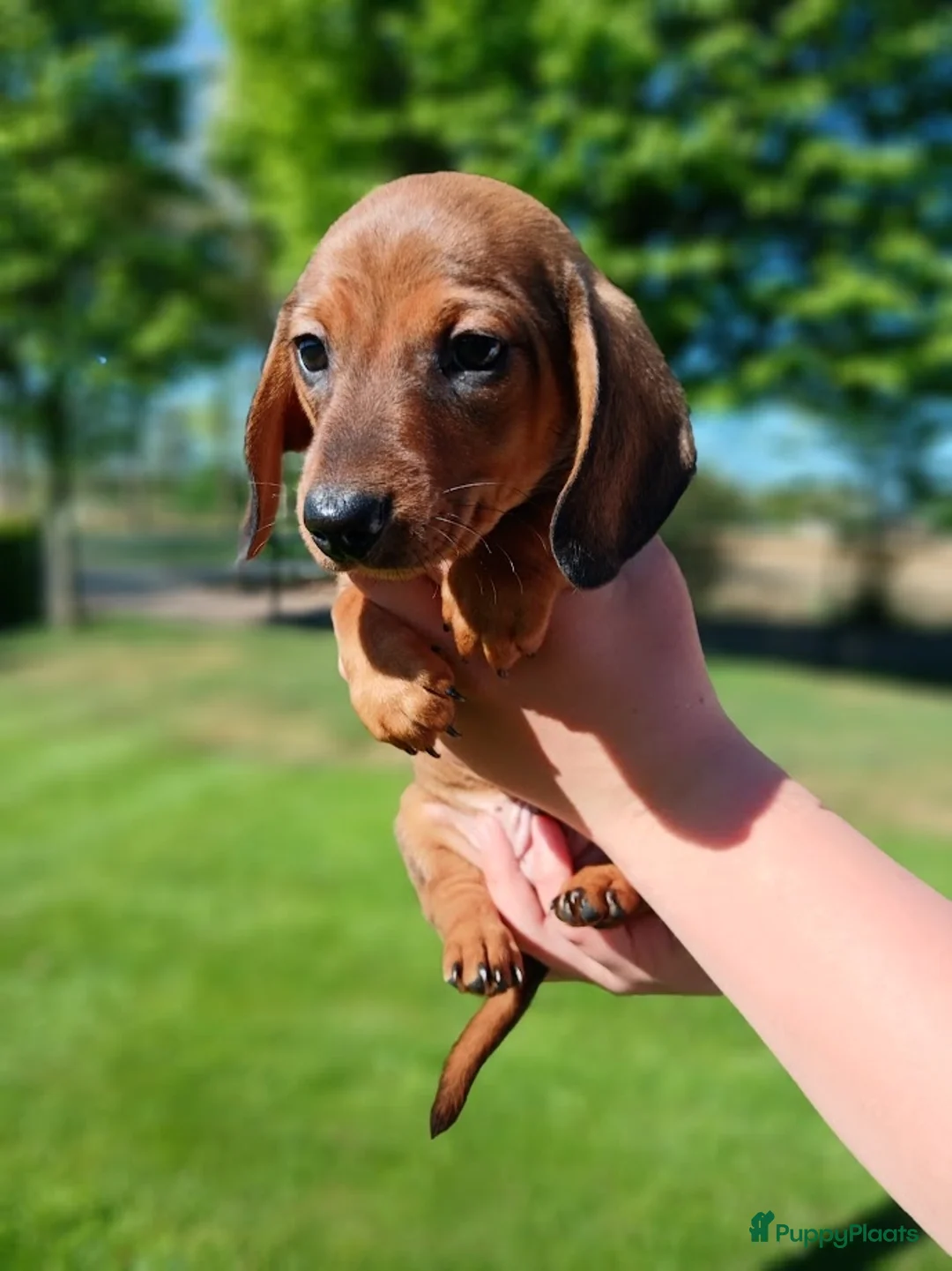 Teckel (korthaar)  honden te koop: Laatste reutje dwergteckel korthaar - Advertentie 2