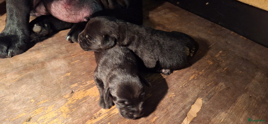 Labrador Retriever honden te koop: Raszuiver labrador pups mogen naar nieuw huisje  - Advertentie 19