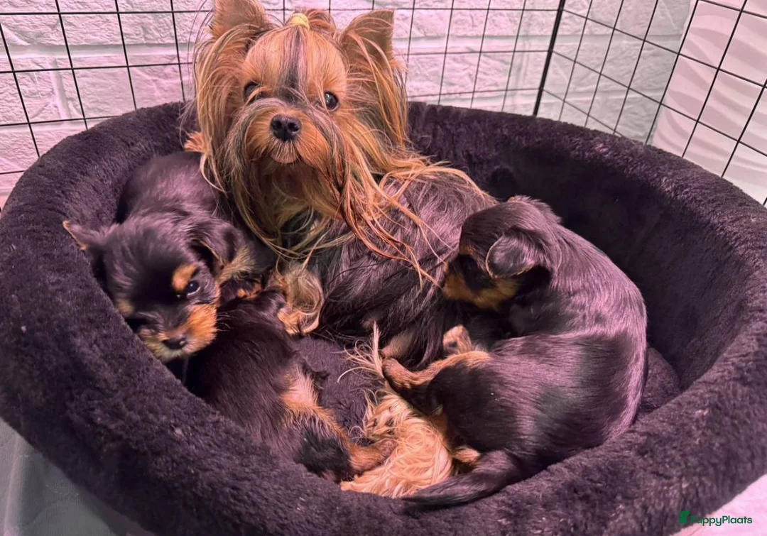 Yorkshire Terriër honden te koop: Yorkshire terriër puppy’s - Advertentie 1