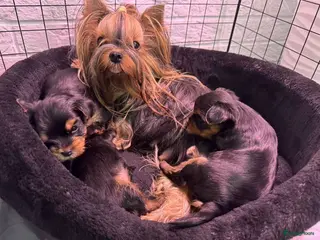 Yorkshire Terriër honden Yorkshire terriër puppy’s - Advertentie 1