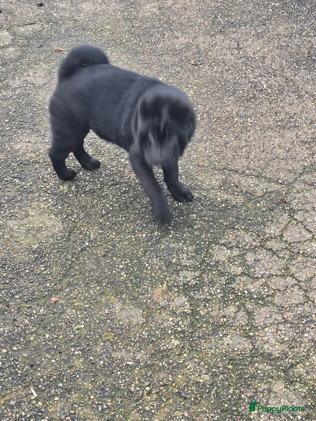 Shar Pei honden te koop:   Nog 2 mooie  sharpei    - Advertentie 8