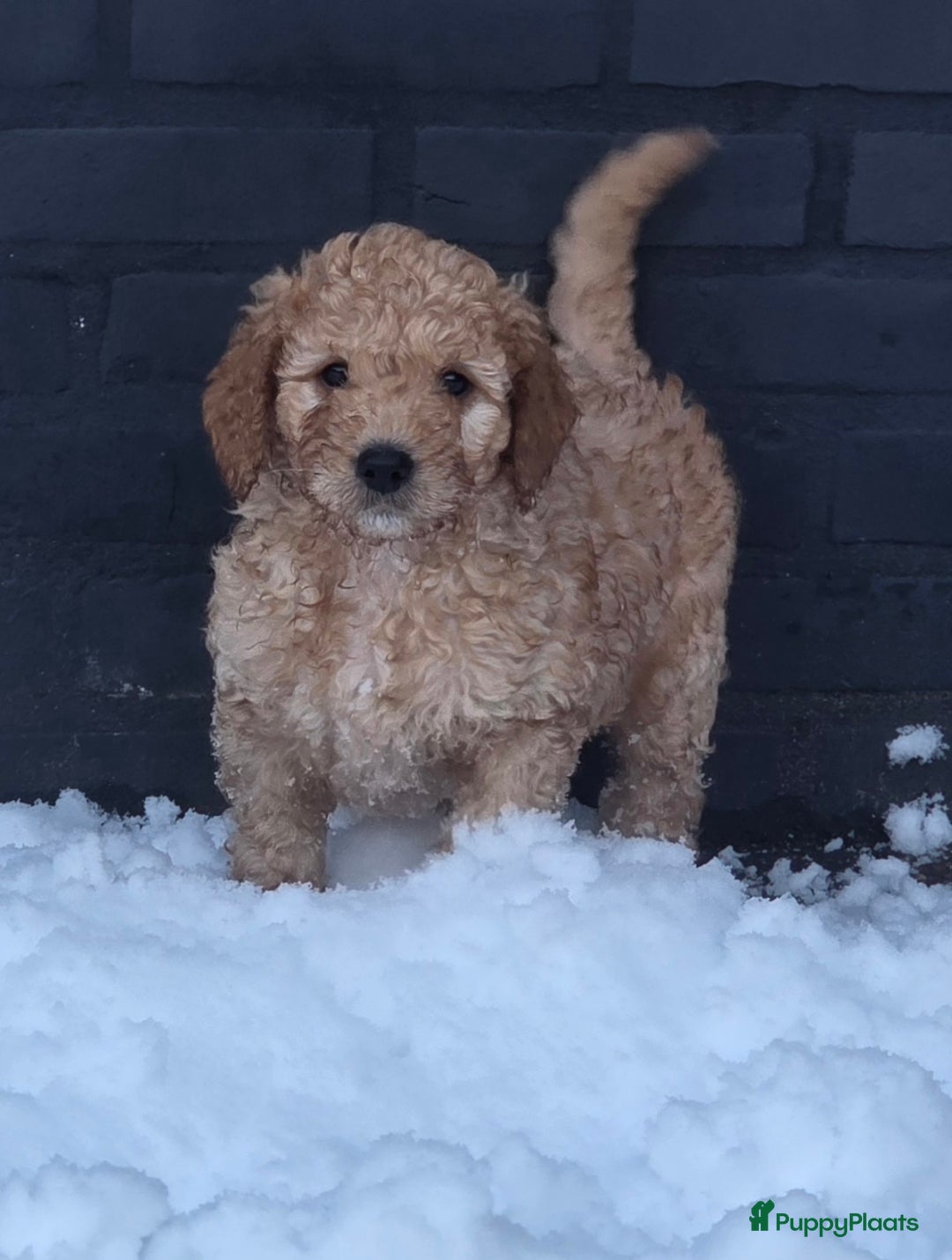 Kruising honden te koop: Goldendoodle multigen reutjes mogen verhuizen - Advertentie 7