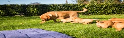 Labrador Retriever honden te koop: Redfox labradorpups  - Advertentie 3