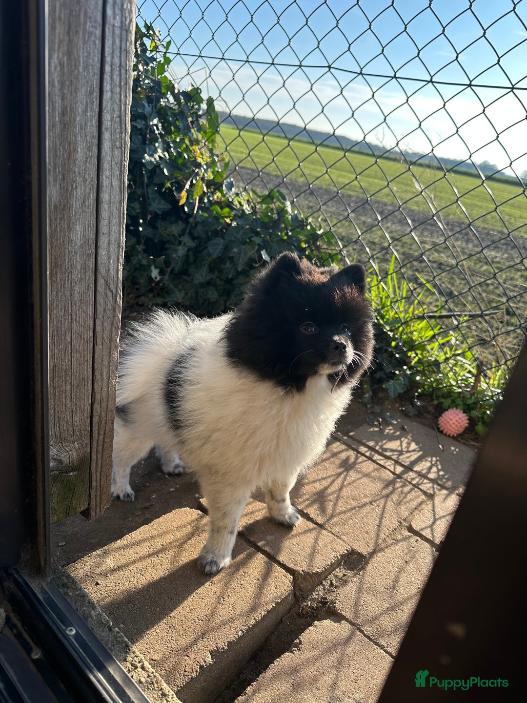 Pomeriaan honden te koop: Prachtige bearface pomeriaan teefje - Advertentie 1