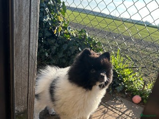 Pomeriaan honden Prachtige bearface pomeriaan teefje - Advertentie 2