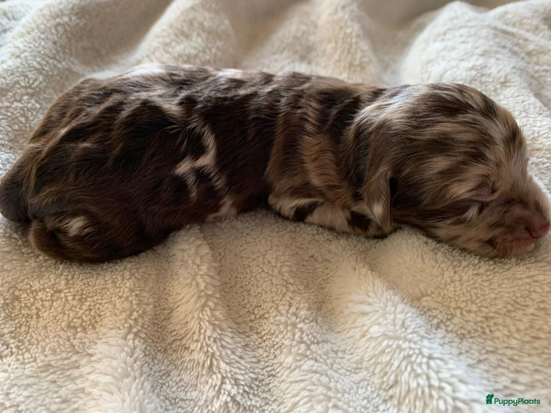 Labradoodle honden te koop: 6 prachtige Labradoodle puppy’s beschikbaar - Advertentie 19