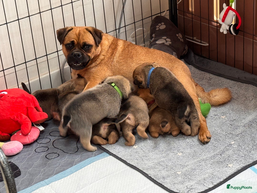 Retromops honden te koop: Retromops pups van volledig geteste ouders - Afbeelding 5
