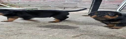 Rottweiler honden te koop: Prachtig mooie Rotweiler pups te koop! - Advertentie 15