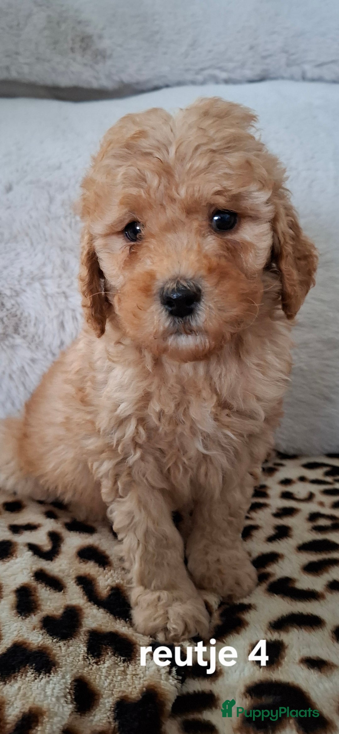 Labradoodle honden te koop: Labradoodle pups kleine  medium  - Advertentie 15