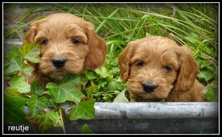 Cockapoo honden - Advertentie 11