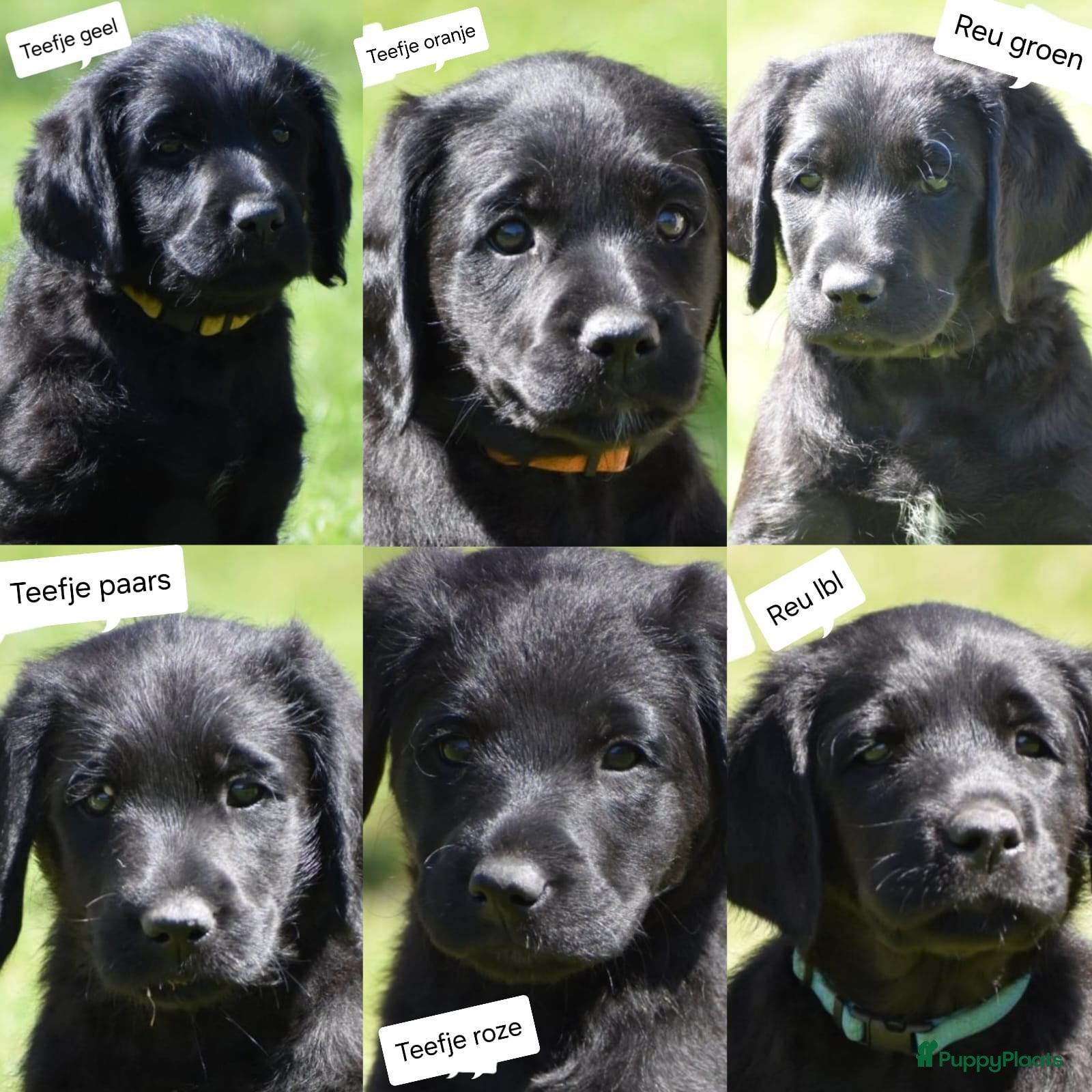 Labradoodle honden 🐶 Mooie Labradoodle pups F1 mogen weg rond 1 mei! - Advertentie 2