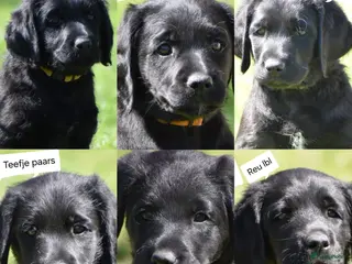 Labradoodle honden 🐶 Mooie Labradoodle pups F1 mogen weg rond 1 mei! - Advertentie 2