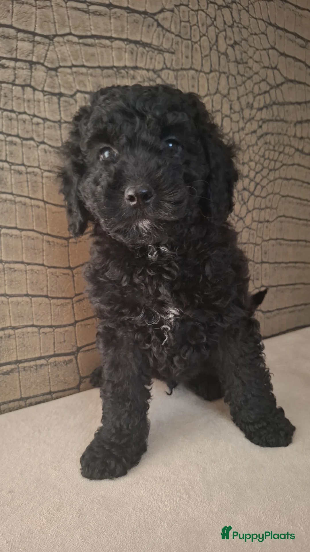 Australian Labradoodle honden te koop: Medium Australian labradoodle pups 🩷💙 - Advertentie 12