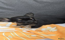 Chihuahua honden te koop: Chihuahua reutjes  - Afbeelding 1