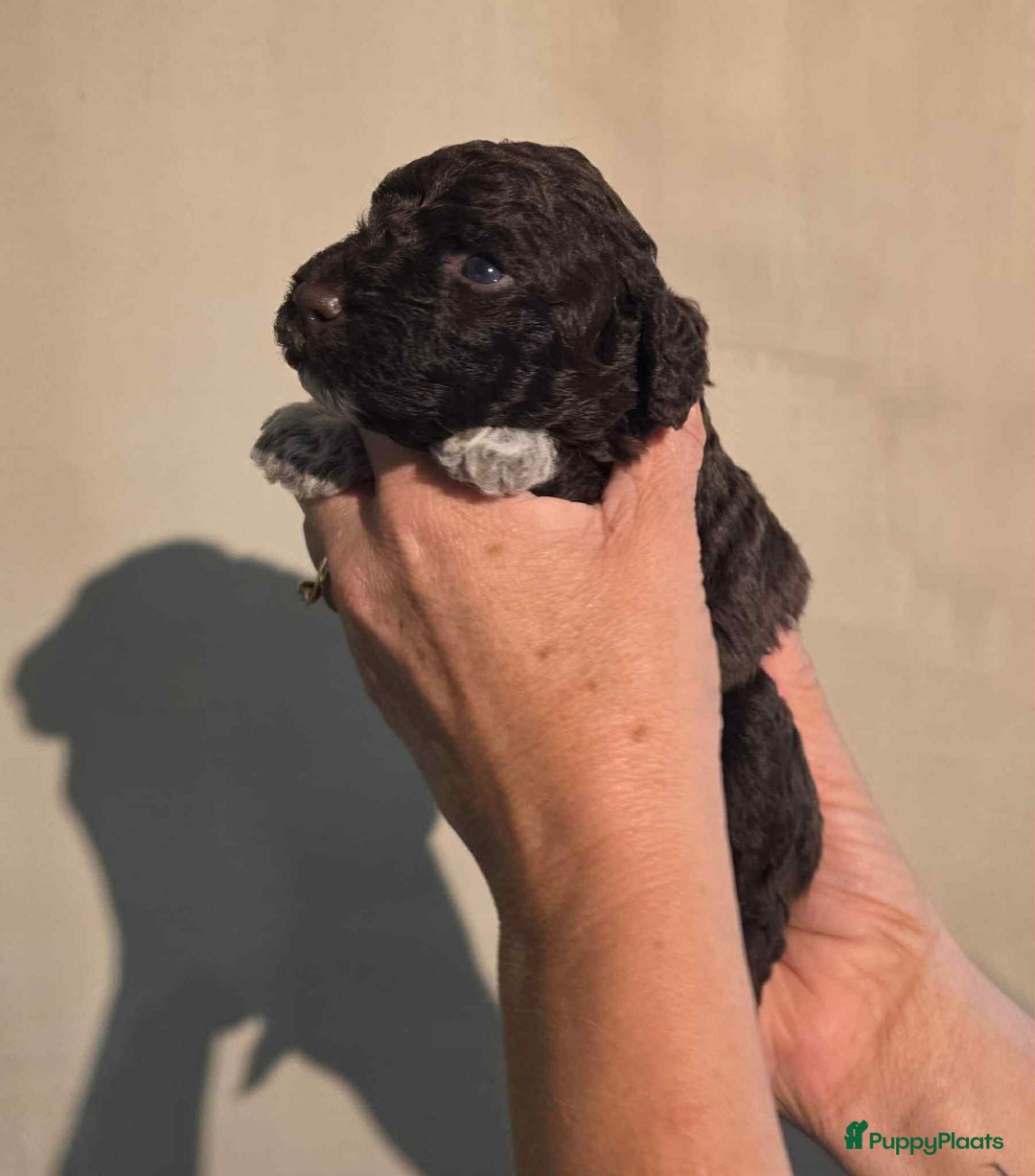 Lagotto Romagnolo honden te koop: Lagotto Romagnolo - Ollie - Advertentie 5