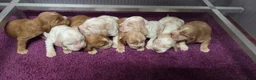 Engelse Cocker Spaniel honden te koop: Engelse Cockerspaniel pups met Stamboom  - Advertentie 14
