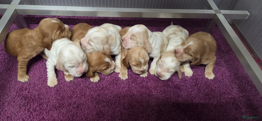 Engelse Cocker Spaniel honden te koop: Engelse Cockerspaniel pups met Stamboom  - Advertentie 14