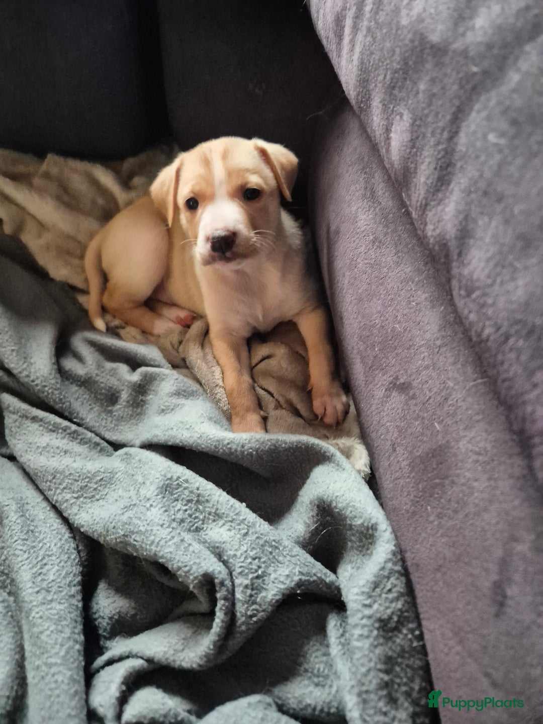 Kruising honden te koop: Lieve aanhankelijke kruising pups - Advertentie 3