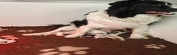 Border Collie honden te koop: Prachtig nestje blue merle bordercollie pups - Advertentie 2