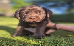 Labrador Retriever honden te koop: Heel lieve labrador  - Afbeelding 5