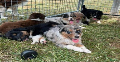 Australian Shepherd honden - Advertentie 2