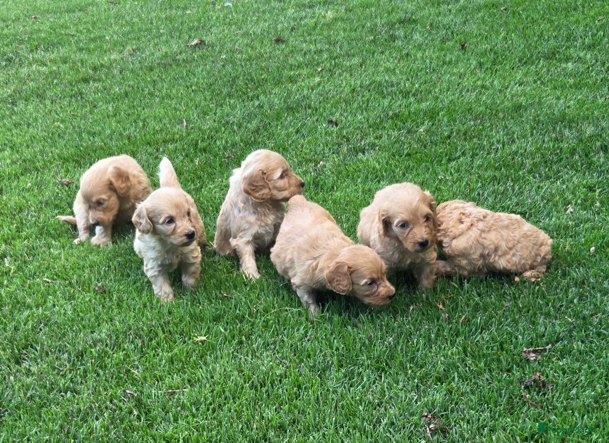 Labradoodle honden Labradoodle mini pups F3 reutjes blond/abrikoos - Advertentie 3