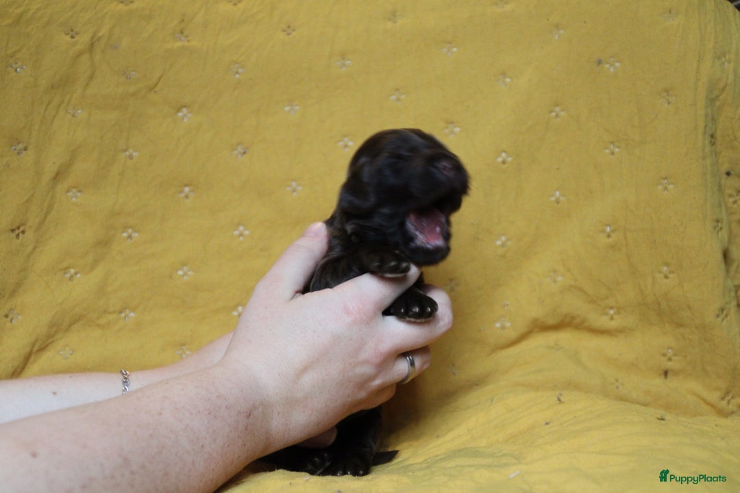 Barbet honden te koop: Barbet puppy’s geboren - Advertentie 27