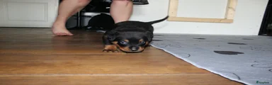 Rottweiler 1
