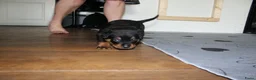 Rottweiler honden te koop: 8 Rottweiler pups. - Advertentie 29