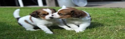 Kooikerhondje honden te koop: Raszuivere Kooikerpup reu. - Advertentie 17
